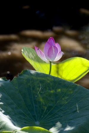 Lotus Lily Kakadu